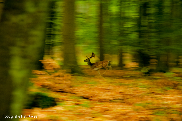 #02_Damhirsch